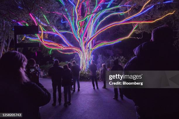 Light installation on a tree at Royal Botanical Gardens during the opening day of Vivid Sydney in Sydney, Australia, on Friday, May 26, 2023. The...