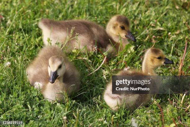 Canada Geese goslings in Richmond Hill, Ontario, Canada, on May 23, 2023.