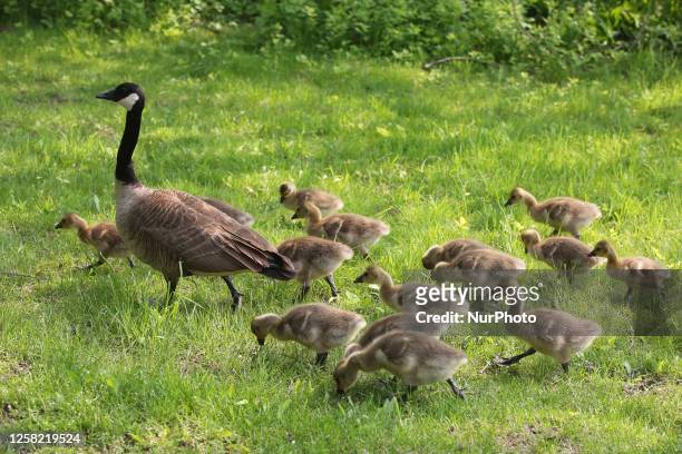 Canada Goose and goslings in Richmond Hill, Ontario, Canada, on May 23, 2023.