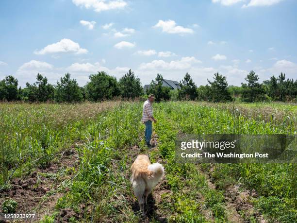 Harold "Skip" Connett harvests potatoes with his dog Sabine on his organic farm, Green Gate Farms, in Bastrop, Tx., on Monday, May 22, 2023....