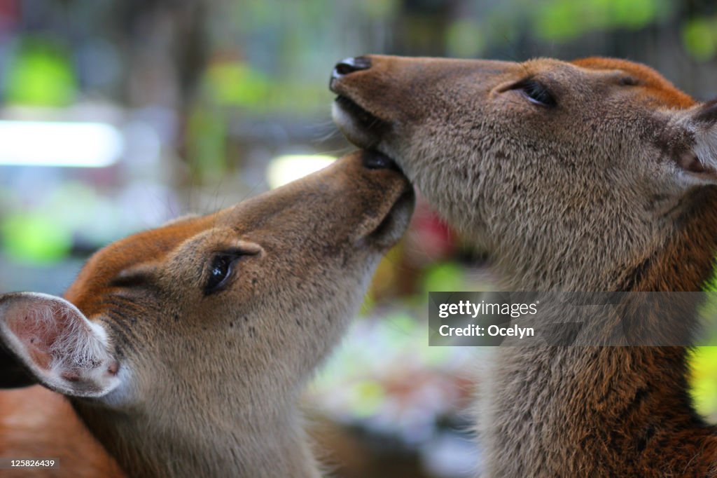 Love of deers in Nara even