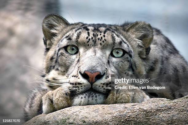 snow leopard - snow leopard fotografías e imágenes de stock