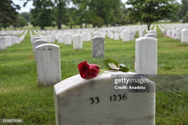 Rose is seen on a headstone at the Arlington National Cemetery, United States military cemetery, during the Memorial Day, which is held annually to...