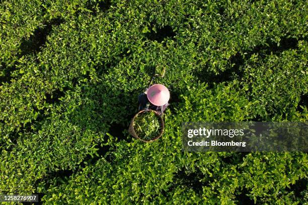 Worker pick tea leaves at Tambi Tea plantation, operated by PT Perkebunan Tambi, in Wonosobo regency, Central Java, Indonesia, on Saturday, May 27,...