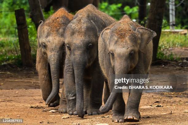Baby elephants walk at the Udawalawe elephant transit home in Udawalawe on May 30, 2023.