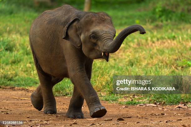 Baby elephant walks at the Udawalawe elephant transit home in Udawalawe on May 30, 2023.