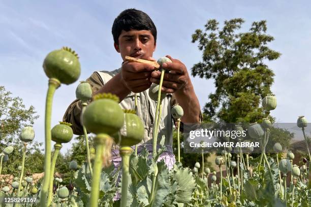 An Afghan farmer harvests opium sap from a poppy field in Fayzabad district of Badakhshan province on May 30, 2023.