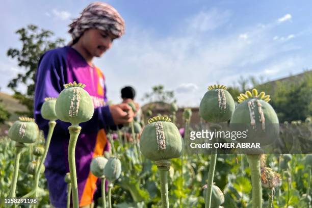 An Afghan farmer harvests opium sap from a poppy field in Fayzabad district of Badakhshan province on May 30, 2023.