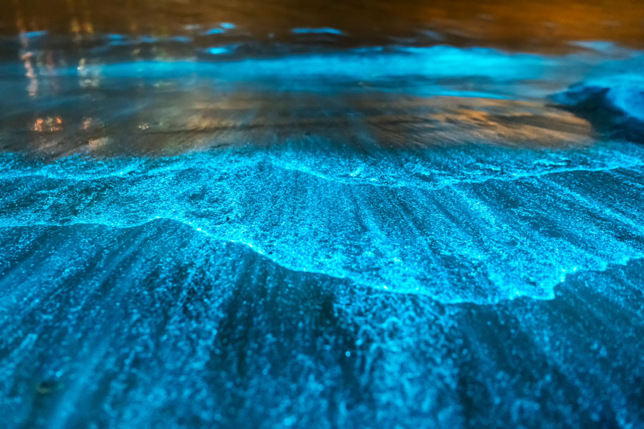 bioluminescent bay