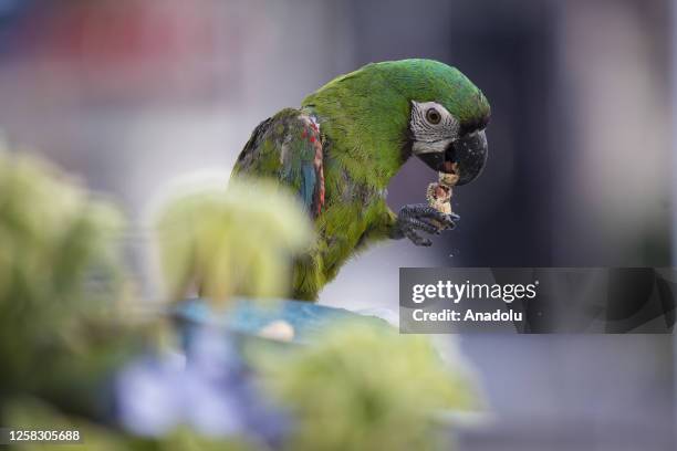 Macaws also known as maracana are seen ahead of the World Parrot Day in Caracas, Venezuela on May 7, 2023. The macaws find their home in the...