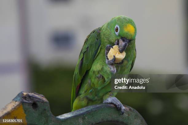 The Royal Parrots are seen ahead of the World Parrot Day in Caracas, Venezuela on May 9, 2023. Macaws find their home in the Venezuelan capital as...