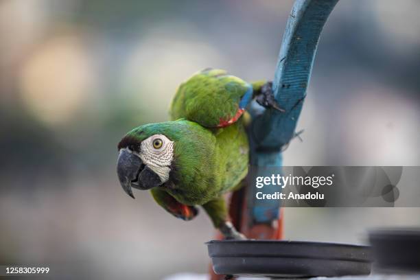 Macaws also known as maracana are seen ahead of the World Parrot Day in Caracas, Venezuela on May 7, 2023. The macaws find their home in the...