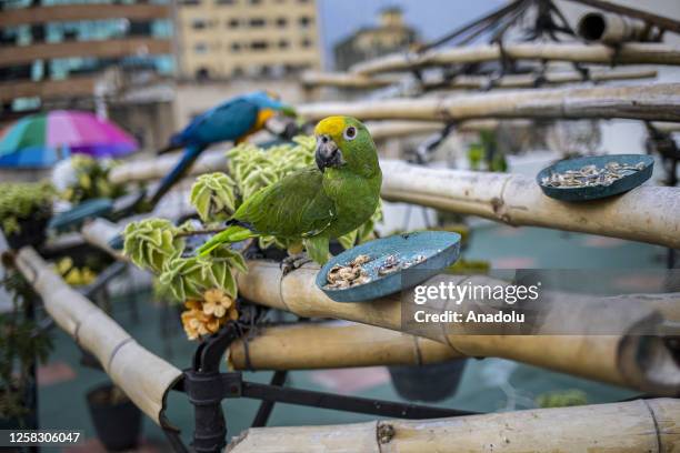 The Royal Parrots are seen ahead of the World Parrot Day in Caracas, Venezuela on May 9, 2023. Macaws find their home in the Venezuelan capital as...