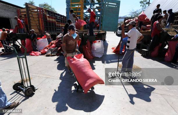 Workers download from a truck sacks of coffee beans, many of which were harvested by children, in the department of El Paraiso, 120 km east of...
