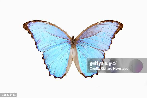 blue morpho butterfly - butterfly on white imagens e fotografias de stock