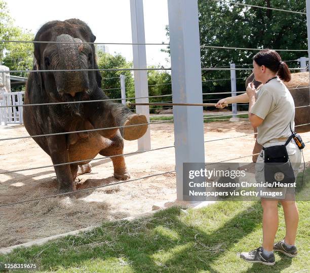 Tess the pregnant elephant does yoga with trainer Martina Stevens at the Houston Zoo, Thursday, June 19 in Houston. Tess is exercised daily by...