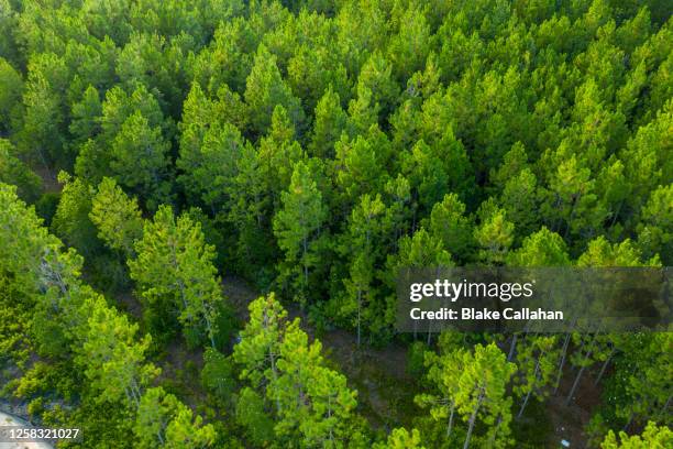 large trees in nature - blake green stock pictures, royalty-free photos & images