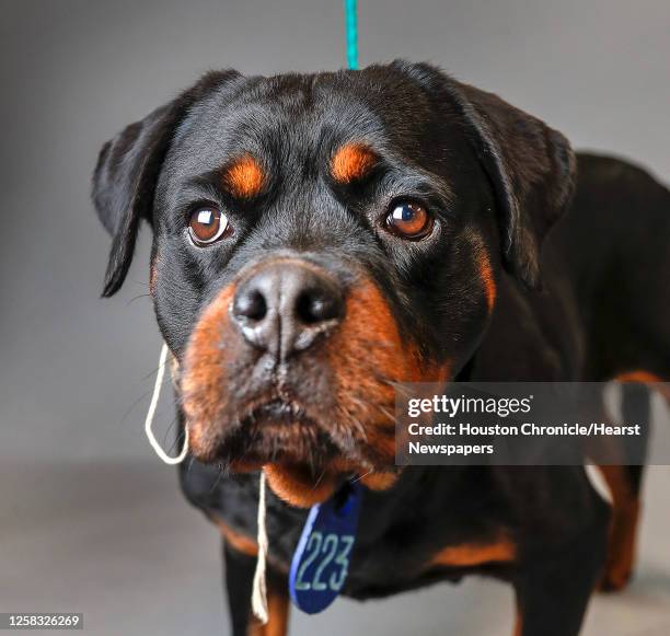 Female Rottweilers Female Rottweiler Photos and Premium High Res Pictures - Getty Images
