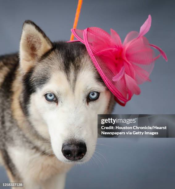 Juno is a 3-year-old, female, Siberian Husky mix available for adoption from the Harris County Animal Shelter in Houston,Thursday, April 2, 2020....