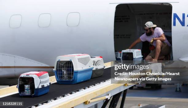 Cameron Martin places a cat carrier on the ramp, as he unloaded animals from a plane, which had one hundred cats and dogs from Hammond, Louisiana,...