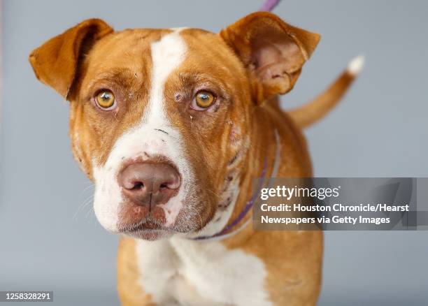 Marco is a 4-year-old, male, American Bulldog mix, available for adoption from BARC Animal Shelter. Photographed, Thursday, November 12 in Houston....