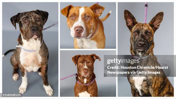 Cowboy is a 6-year-old, male, Blue Merle/white Catahoula mix; Marco is a 4-year-old, male, American Bulldog mix; Dwight is a 3-year-old, male,...