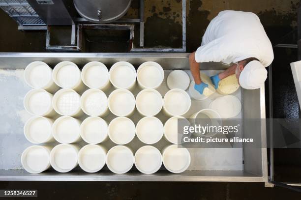 June 2023, Saxony, Wittichenau: Joseph Klant, master cheese maker, turns wheels of cheese in a cheese vat in the Krabat Milchwelt show dairy. The...