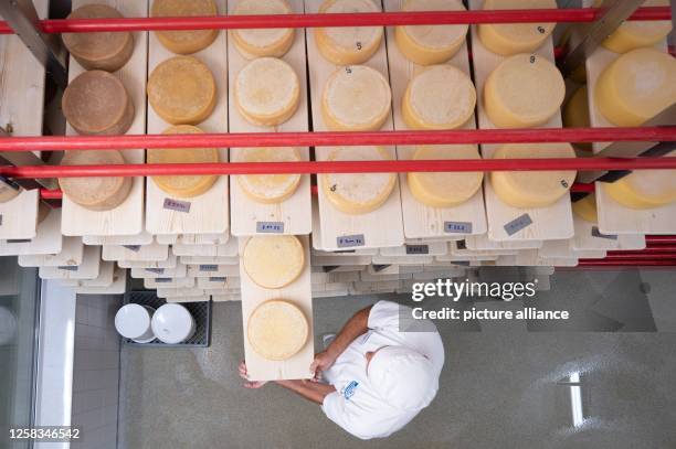 June 2023, Saxony, Wittichenau: Joseph Klant, master cheese maker, inspects cheese wheels in the ripening room of the Krabat Milchwelt show dairy....