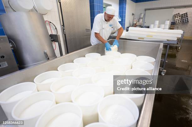 June 2023, Saxony, Wittichenau: Joseph Klant, master cheese maker, turns wheels of cheese in a cheese vat in the Krabat Milchwelt show dairy. The...