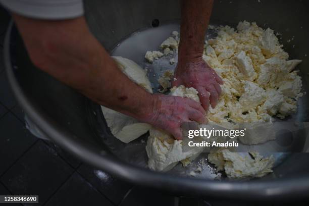 Mimmo , a skilled Italian mozzarella maker, prepares Italian cheese made from a local cow's milk at 'La Burrata,' a renowned Italian restaurant ahead...