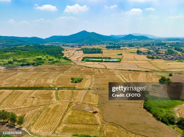 Farmers drive harvesters to harvest wheat at a wheat field in Hefei, East China's Anhui Province, June 1, 2023.