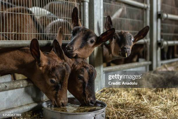 Camosciata delle Alpi goats drink water as 150 of them are reared at Casale Roccolo farm in Binago, Italy on May 31, 2023.