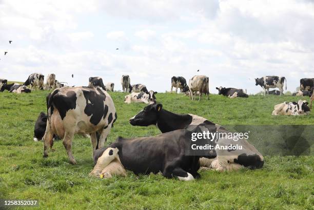 Group of cows lay on the grass during day at Millview Farm in County Down, Northern Ireland on May 27, 2023.