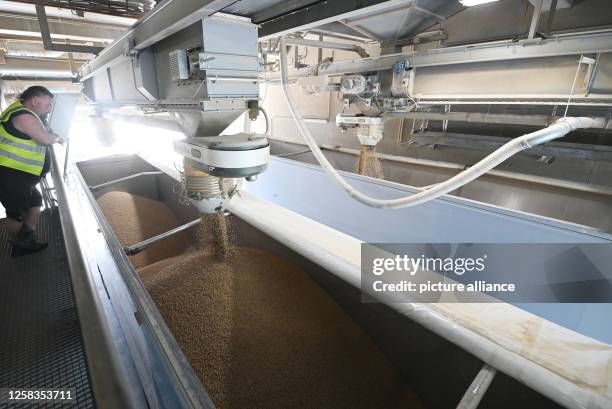 May 2023, Bavaria, Unterbernbach: Finished wood pellets being filled into a truck at a sawmill - - taken during a field trip along the value chain of...