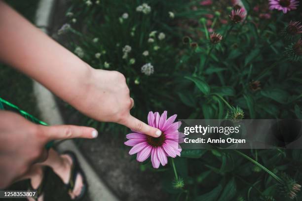 child finger touching flower - coneflower stock pictures, royalty-free photos & images