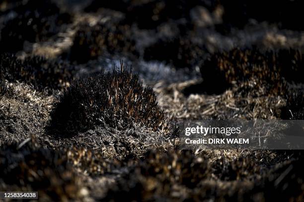 Illustration shows some burnt vegetation on the scene of a fire in the Hautes Fagnes between Ternell and Mutzenich, near the Belgian-German border,...