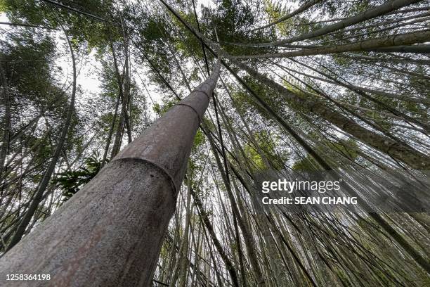 This picture taken on May 12, 2023 shows a bamboo forest at T'fuya village in Alishan Township, in Chiayi county. The February to April rains are...