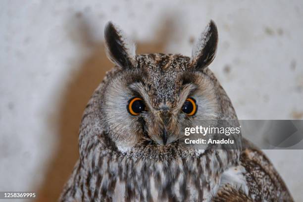 View of the Eurasian Eagle-owl during treatment process at Van Yuzuncu Yil University's Wild Animal Protection Rehabilitation Center in Van, Turkiye...