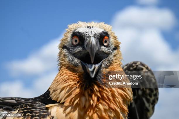 View of the Bearded Vulture during treatment process at Van Yuzuncu Yil University's Wild Animal Protection Rehabilitation Center in Van, Turkiye on...