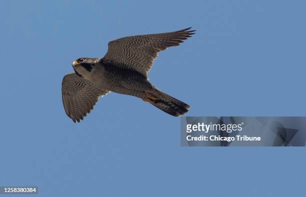 Peregrine falcon flies near South Wacker Drive, June 1 in Chicago.