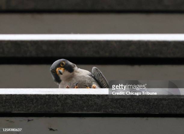 Peregrine falcon on a ledge several floors above on an office building at 100 South Wacker Drive on June 1 in Chicago.