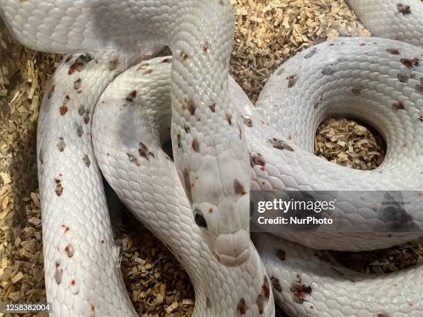 Specially bred Palmetto corn snake displayed in Mississauga, Ontario, Canada, on May 07, 2023. Palmetto corns have a primarily solid white body with...