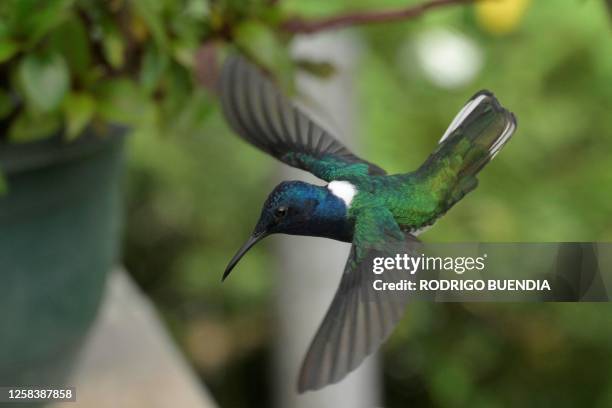 Hummingbird flies at the private Armadillos Reserve near Nanegalito, in the Metropolitan District of Quito, Ecuador, on May 31, 2023. From a peaceful...