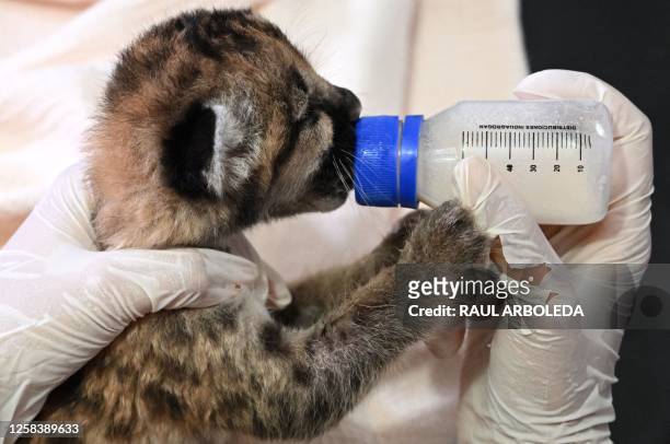 Animal caretaker Samantha Zapata feeds one of two puma cubs which were found by peasants in the jungle in the municipality of Calamar, at the La...