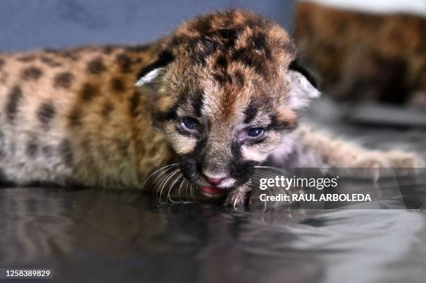 Picture of one of two puma cubs which were found by peasants in the jungle in the municipality of Calamar, taken at the La Ñupana reserve where they...