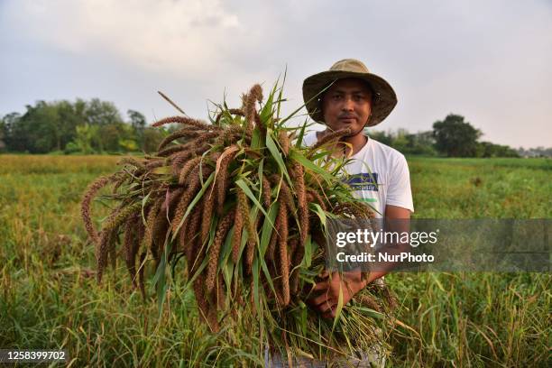 Farmer harvested foxtail millet in the fields in Nagaon District of Assam ,India on June 3 ,2023 . In Assam, foxtail millet locally known as Konidhan...