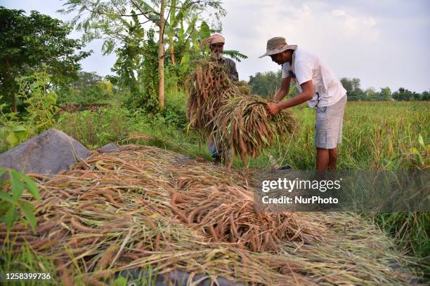 Farmers harvest foxtail millet in the fields in Nagaon District of Assam ,India on June 3 ,2023 . In Assam, foxtail millet locally known as Konidhan...