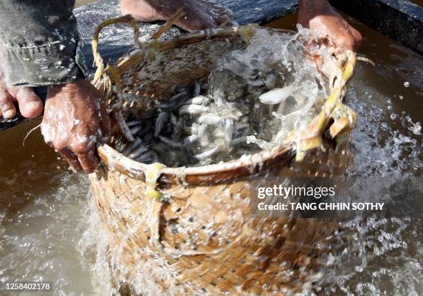 Worker cleans fish to be made as 'prahok' at Chrang Chamres village along Tonle Sap river, some seven kilometers north of Phnom Penh on January 8,...