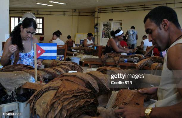 Cuban cigar makers work at the Cohiba Tobbaco factory in El Laguito, Havana, 28 February, 2007. The new "Cohiba Maduro 5" cigar brand is the host of...