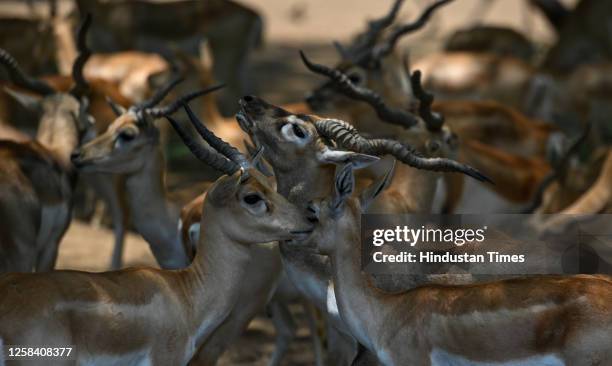 Herd of deer rests beneath a tree on a hot summer day at Delhi Zoo on June 3, 2023 in New Delhi, India.